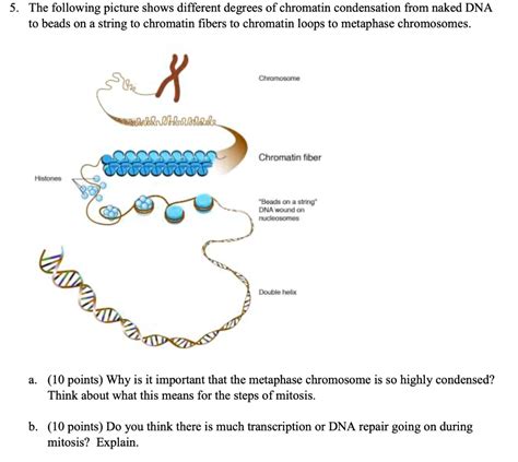 naked dna is called chromatin|Chromosomes 